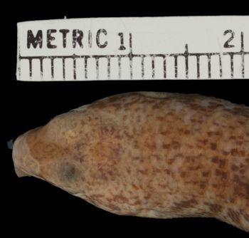 Media type: image;   Herpetology R-20134